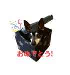 ミニピン竜良（個別スタンプ：13）