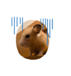 キンクマロン（個別スタンプ：3）