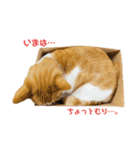 ななニャンすたんぷ①（個別スタンプ：10）