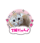 茶トラ猫のラスカル（個別スタンプ：1）