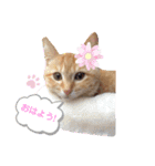 茶トラ猫のラスカル（個別スタンプ：2）