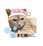 茶トラ猫のラスカル（個別スタンプ：3）