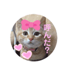 茶トラ猫のラスカル（個別スタンプ：8）