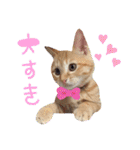 茶トラ猫のラスカル（個別スタンプ：10）