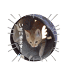 茶トラ猫のラスカル（個別スタンプ：11）