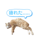 茶トラ猫のラスカル（個別スタンプ：12）