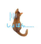 茶トラ猫のラスカル（個別スタンプ：13）
