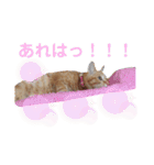 茶トラ猫のラスカル（個別スタンプ：14）
