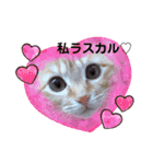 茶トラ猫のラスカル（個別スタンプ：21）