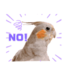 インコたちの楽しいスタンプ（個別スタンプ：2）