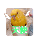 インコたちの楽しいスタンプ（個別スタンプ：4）