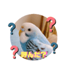 インコたちの楽しいスタンプ（個別スタンプ：5）