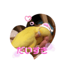 インコたちの楽しいスタンプ（個別スタンプ：6）