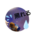 キャバリアkyabaria（個別スタンプ：2）