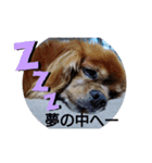 キャバリアkyabaria（個別スタンプ：8）