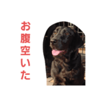 黒ラブ ボニータ ラブラドールレトリバー（個別スタンプ：4）