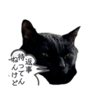 感情的な猫（個別スタンプ：2）