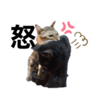 感情的な猫（個別スタンプ：3）