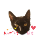 感情的な猫（個別スタンプ：4）