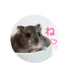 めめたんスタンプ①（個別スタンプ：16）