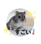 めめたんスタンプ①（個別スタンプ：17）