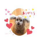 ペロちゃんとゆかいな毎日♡（個別スタンプ：1）