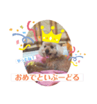 ペロちゃんとゆかいな毎日♡（個別スタンプ：3）