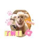 ペロちゃんとゆかいな毎日♡（個別スタンプ：6）