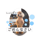 ペロちゃんとゆかいな毎日♡（個別スタンプ：13）