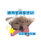 ペロちゃんとゆかいな毎日♡（個別スタンプ：19）