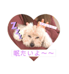 ペロちゃんとゆかいな毎日♡（個別スタンプ：20）