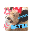 ペロちゃんとゆかいな毎日♡（個別スタンプ：21）
