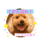 ペロちゃんとゆかいな毎日♡（個別スタンプ：24）