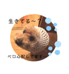 ペロちゃんとゆかいな毎日♡（個別スタンプ：31）