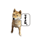 柴犬れんまと仲間たち！（個別スタンプ：1）