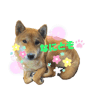 柴犬れんまと仲間たち！（個別スタンプ：3）