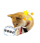 柴犬れんまと仲間たち！（個別スタンプ：4）
