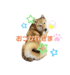 柴犬れんまと仲間たち！（個別スタンプ：6）