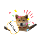 柴犬れんまと仲間たち！（個別スタンプ：7）