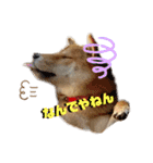 柴犬れんまと仲間たち！（個別スタンプ：9）