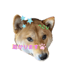 柴犬れんまと仲間たち！（個別スタンプ：10）