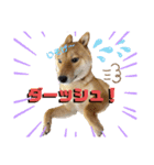柴犬れんまと仲間たち！（個別スタンプ：11）