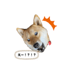 柴犬れんまと仲間たち！（個別スタンプ：12）