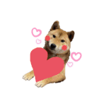 柴犬れんまと仲間たち！（個別スタンプ：13）