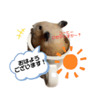 柴犬れんまと仲間たち！（個別スタンプ：14）