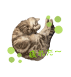 ぽっちゃりネコのふぅーちゃん（個別スタンプ：2）