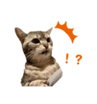 ぽっちゃりネコのふぅーちゃん（個別スタンプ：5）