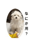マルプーマメのスタンプ（個別スタンプ：5）
