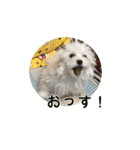 マルプーマメのスタンプ（個別スタンプ：8）