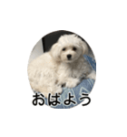 マルプーマメのスタンプ（個別スタンプ：13）
